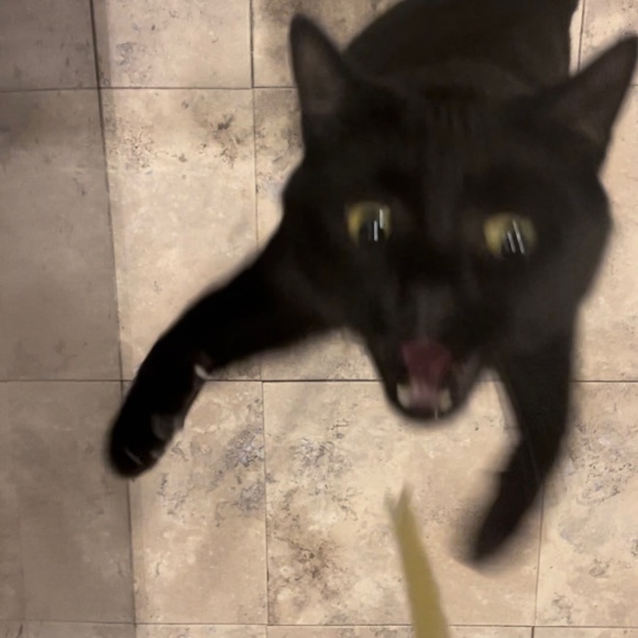 cats! - Picture 15 of 16